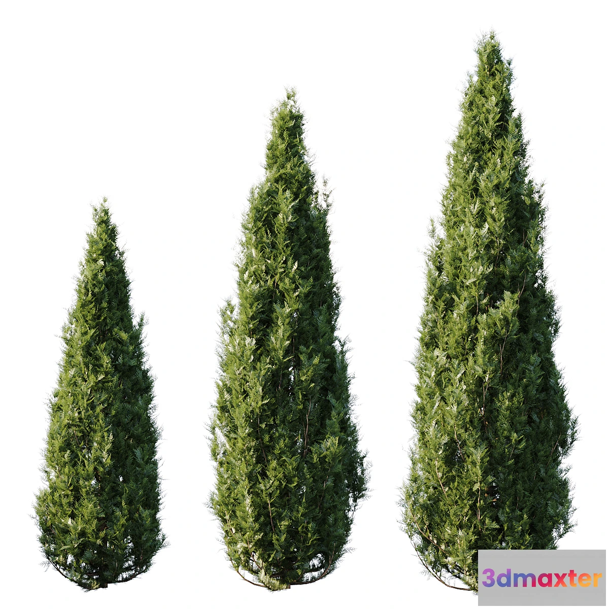 618011 - Thuja - No.2
