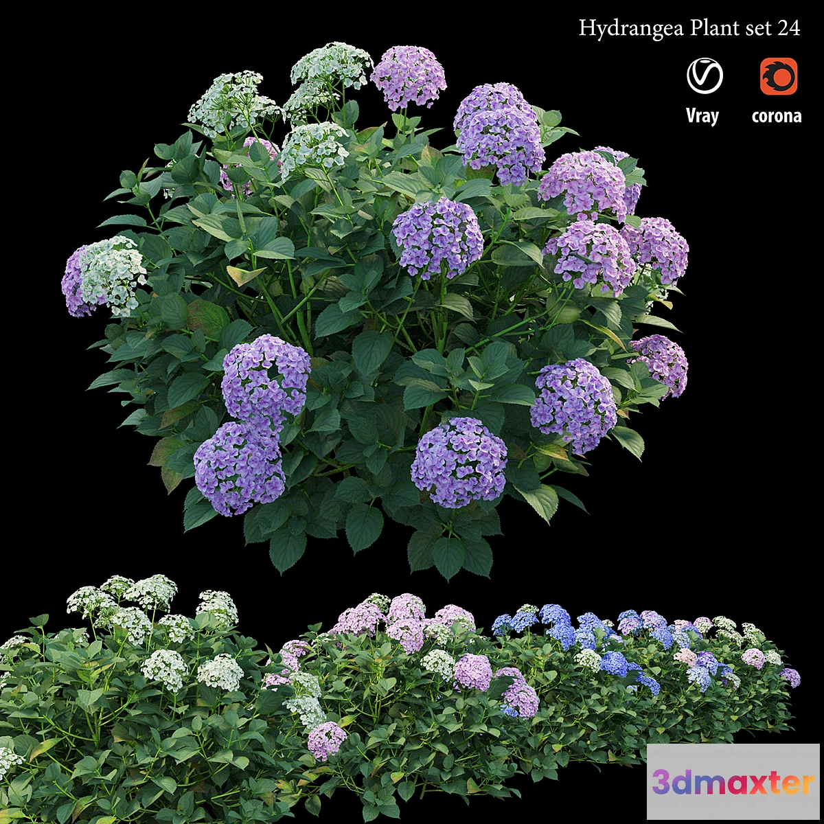 618243 - Hydrangea Plant set 24