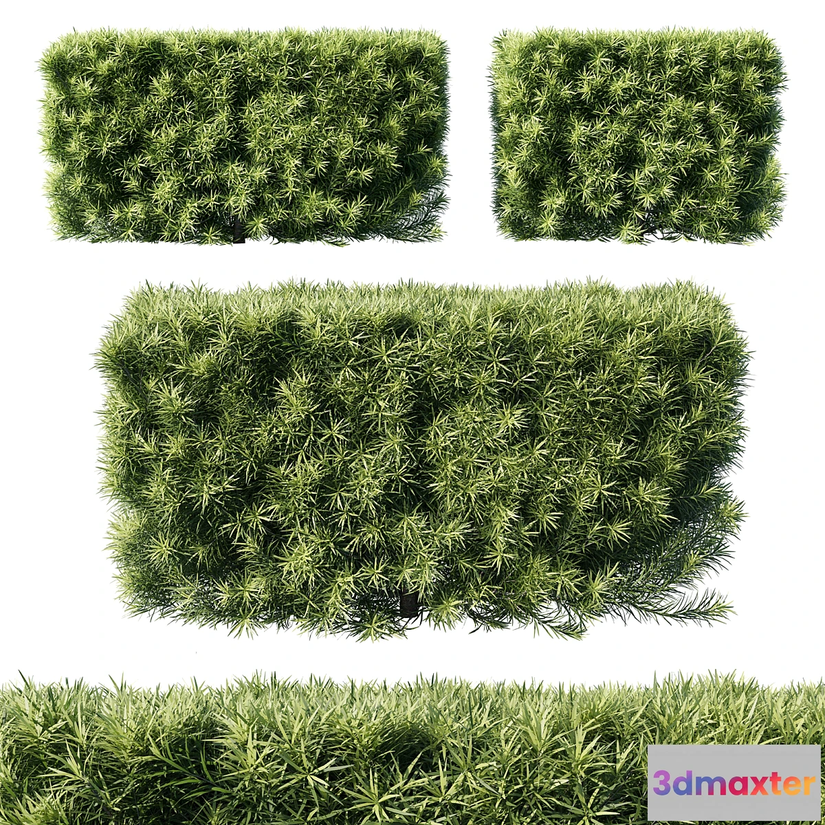 618249 - Podocarpus macrophyllas 05