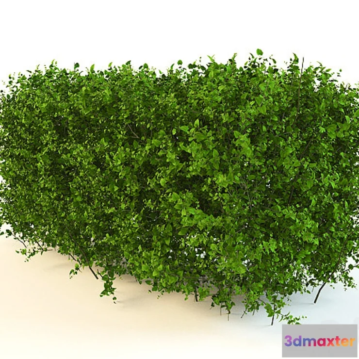 619731 - Bush - No.4