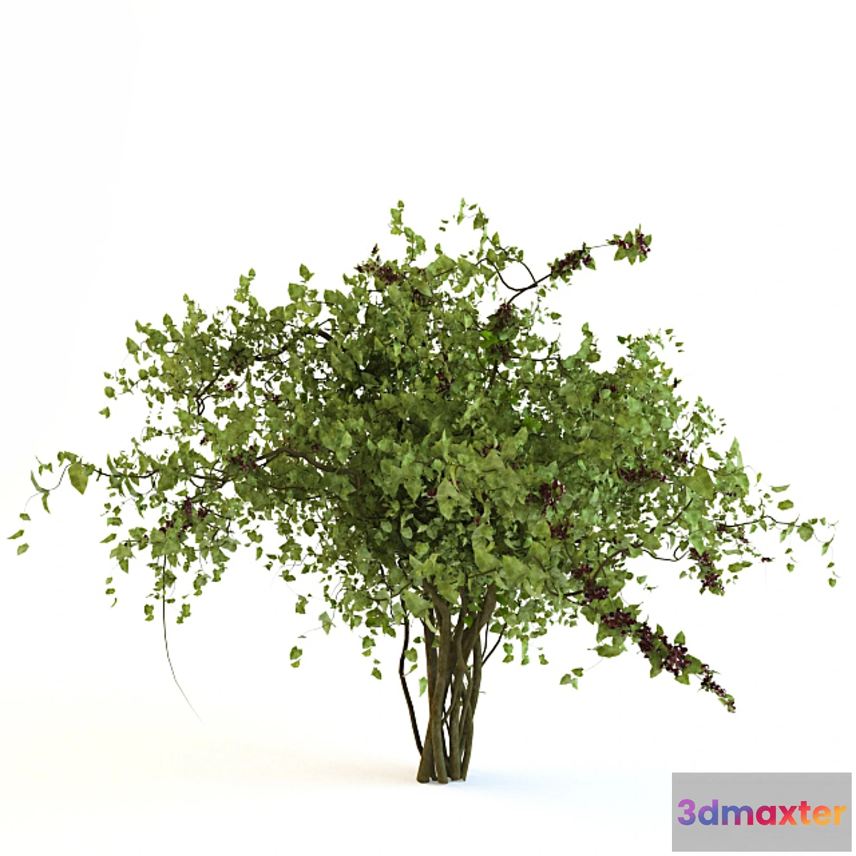 628377 - Bush with berries