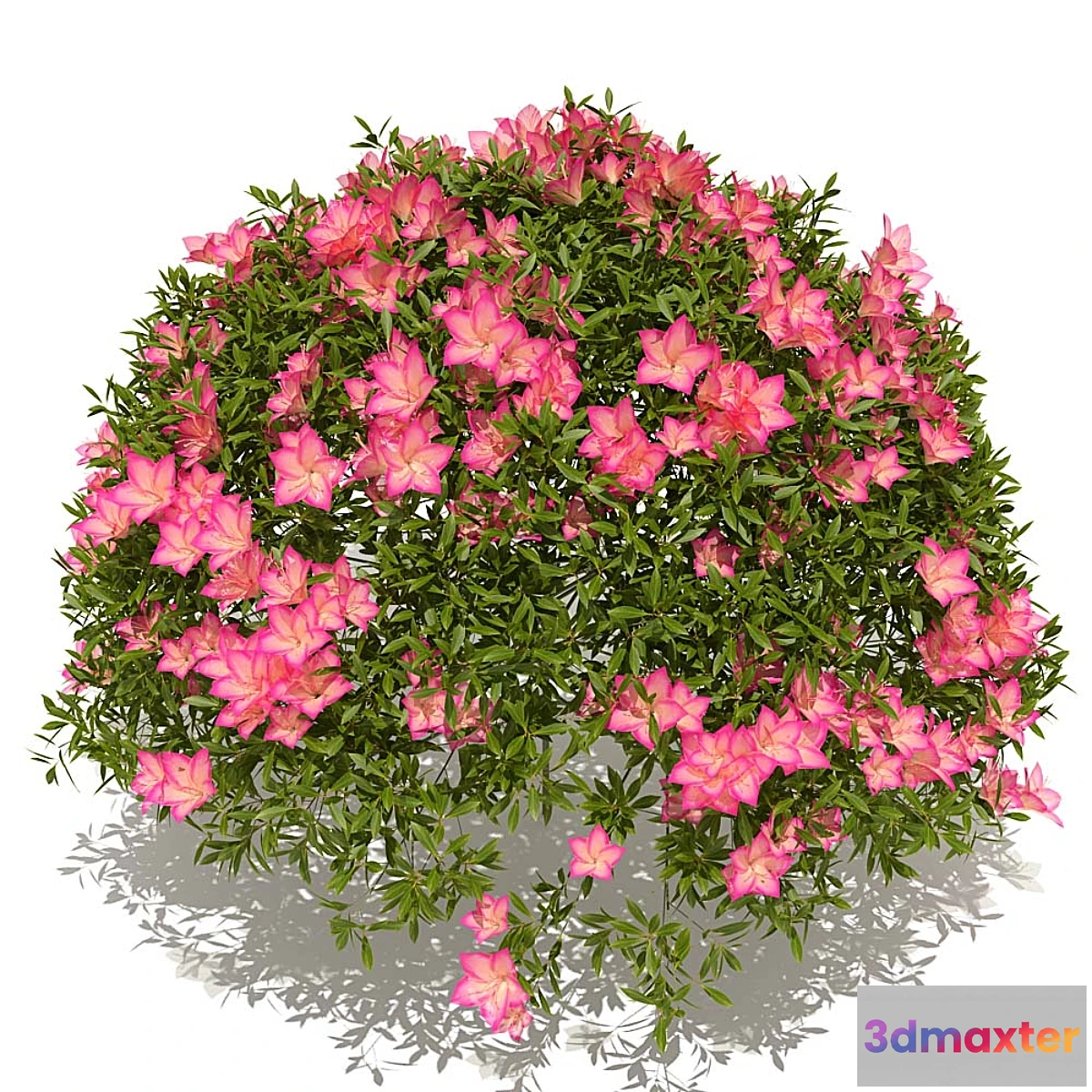 636161 - azalea bush