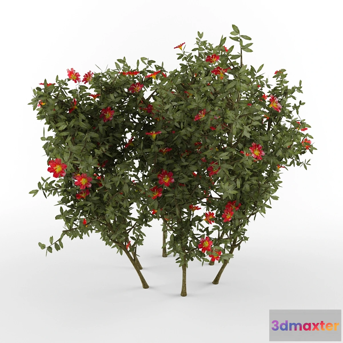 642783 - The bush with flowers - No.2