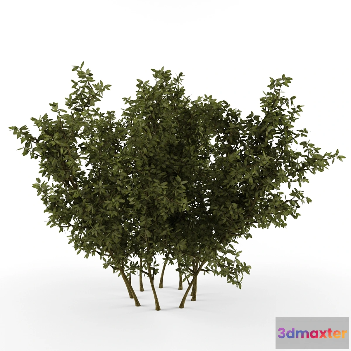 642785 - Bush - No.5