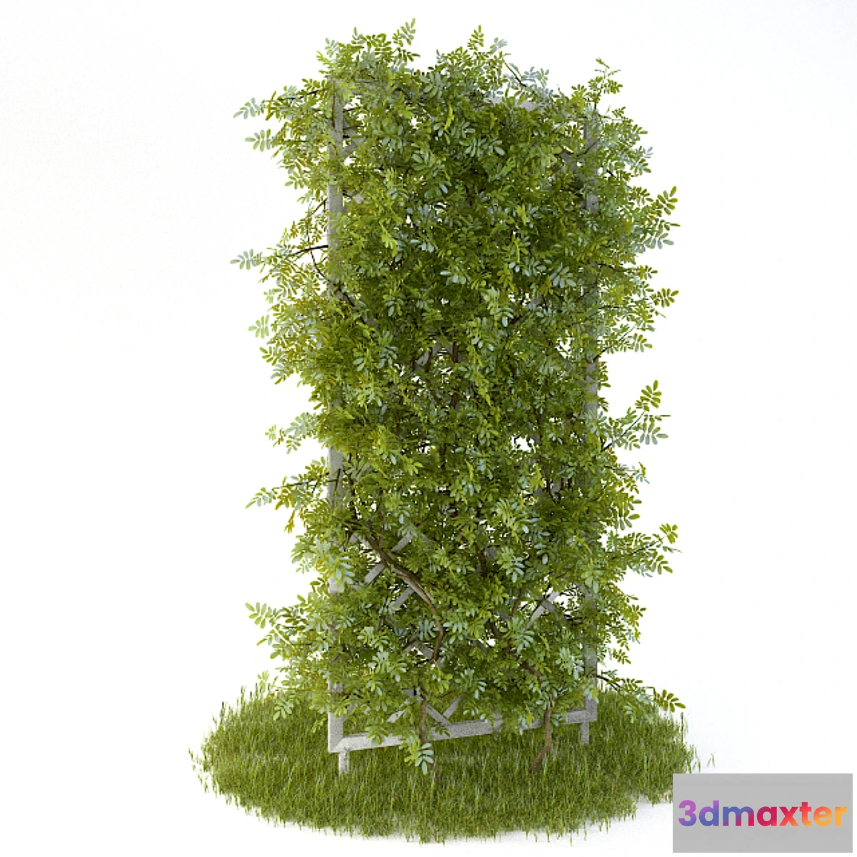 649489 - Perennial climbing plant for the garden