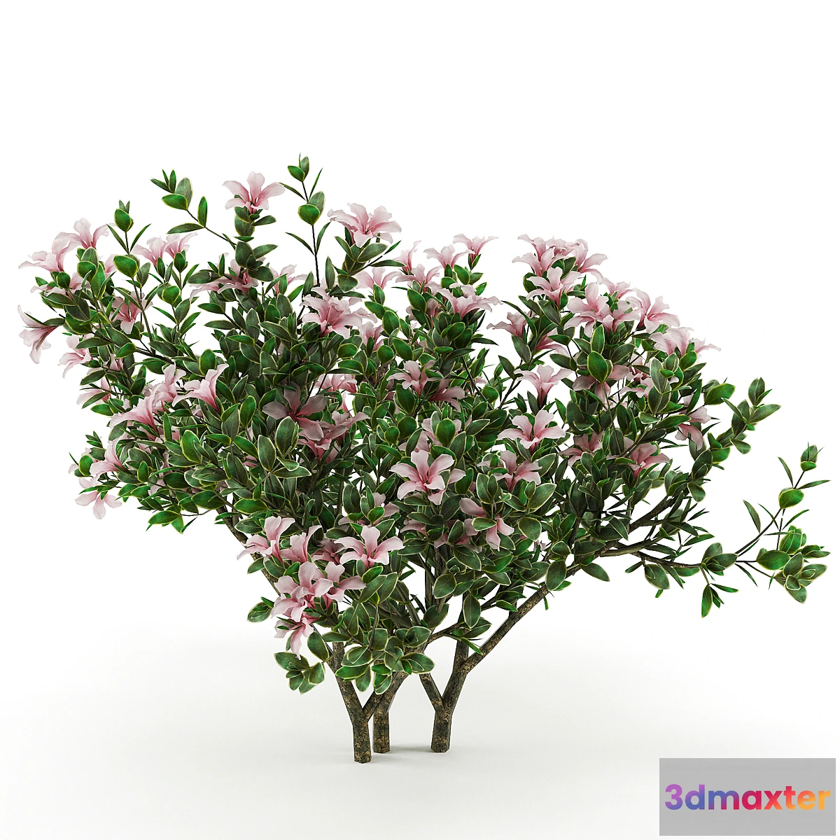 649569 - Serissa foetida flora - No.2