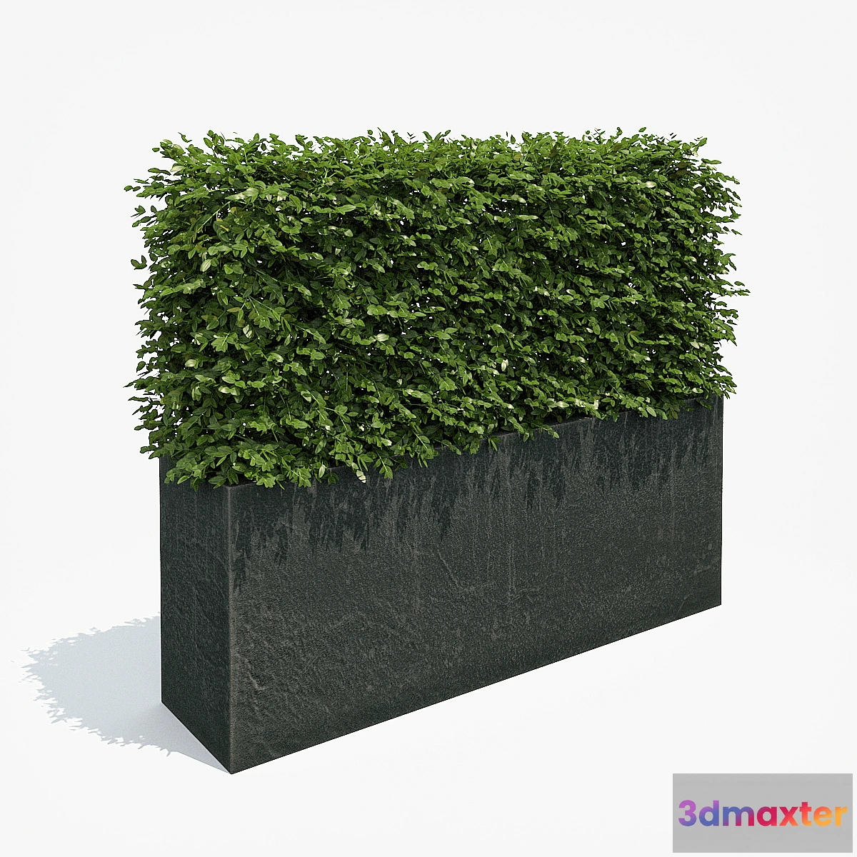 650353 - Hedge in black plantere