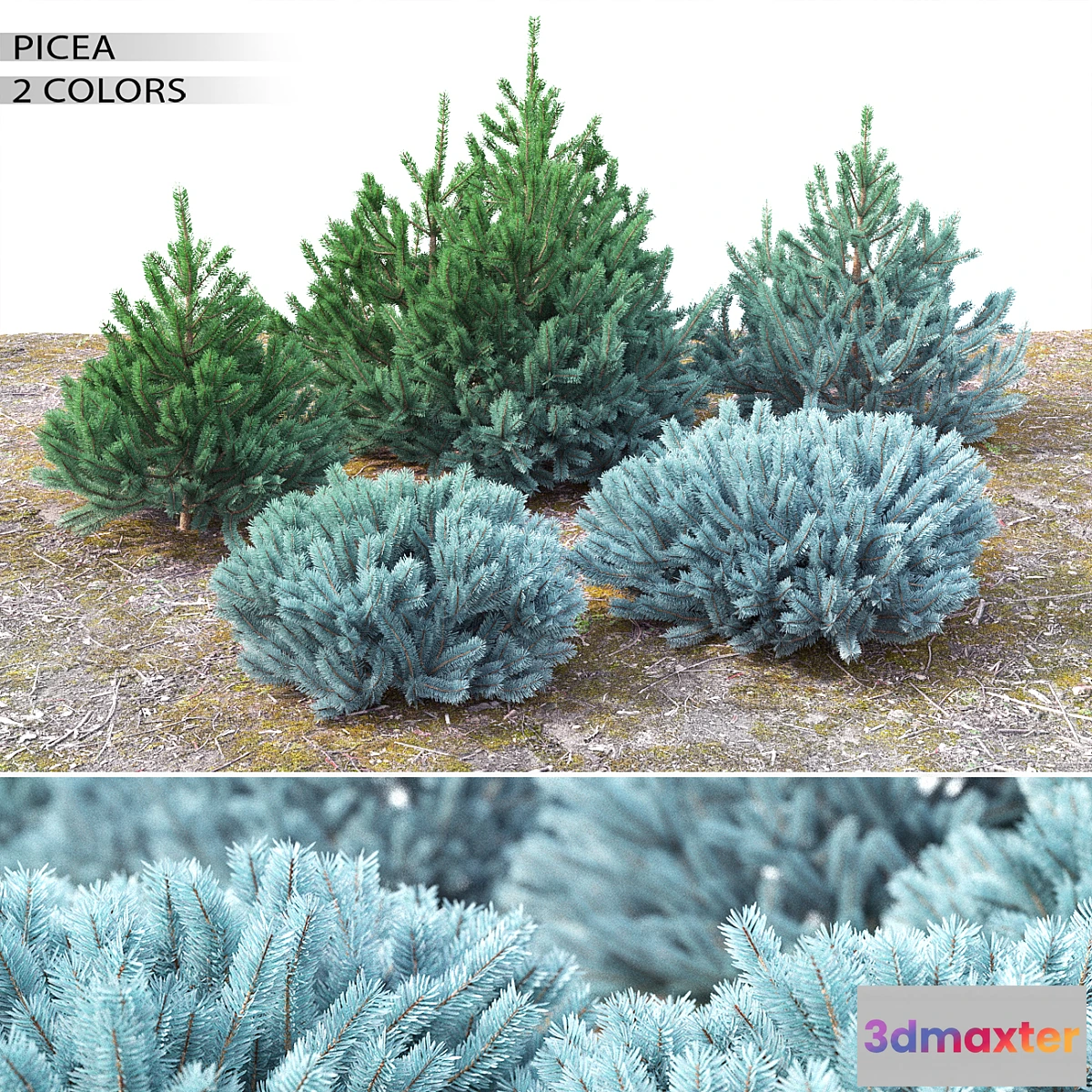 654623 - Spruce - No.9