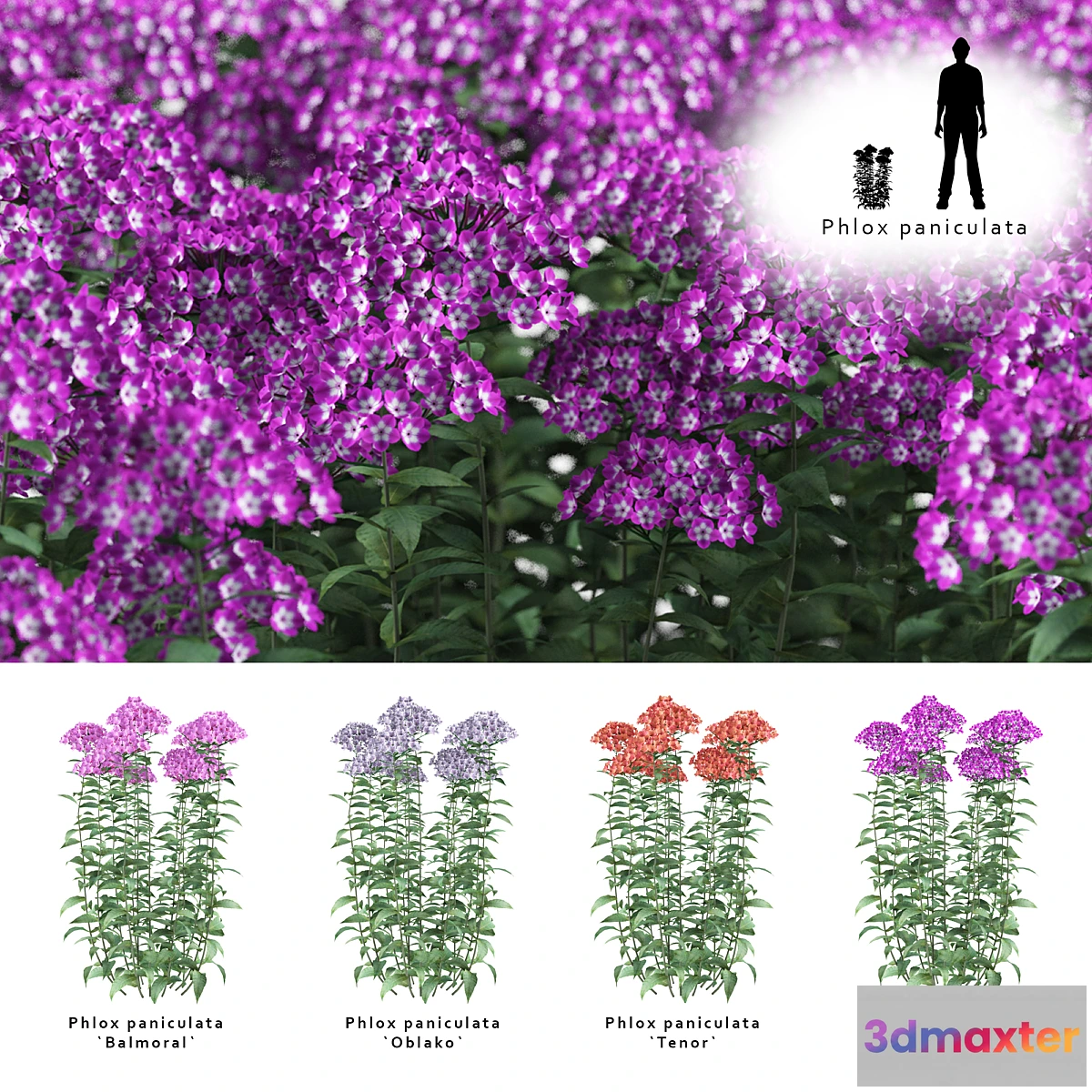 654653 - Phlox minnow shrub  Phlox paniculata