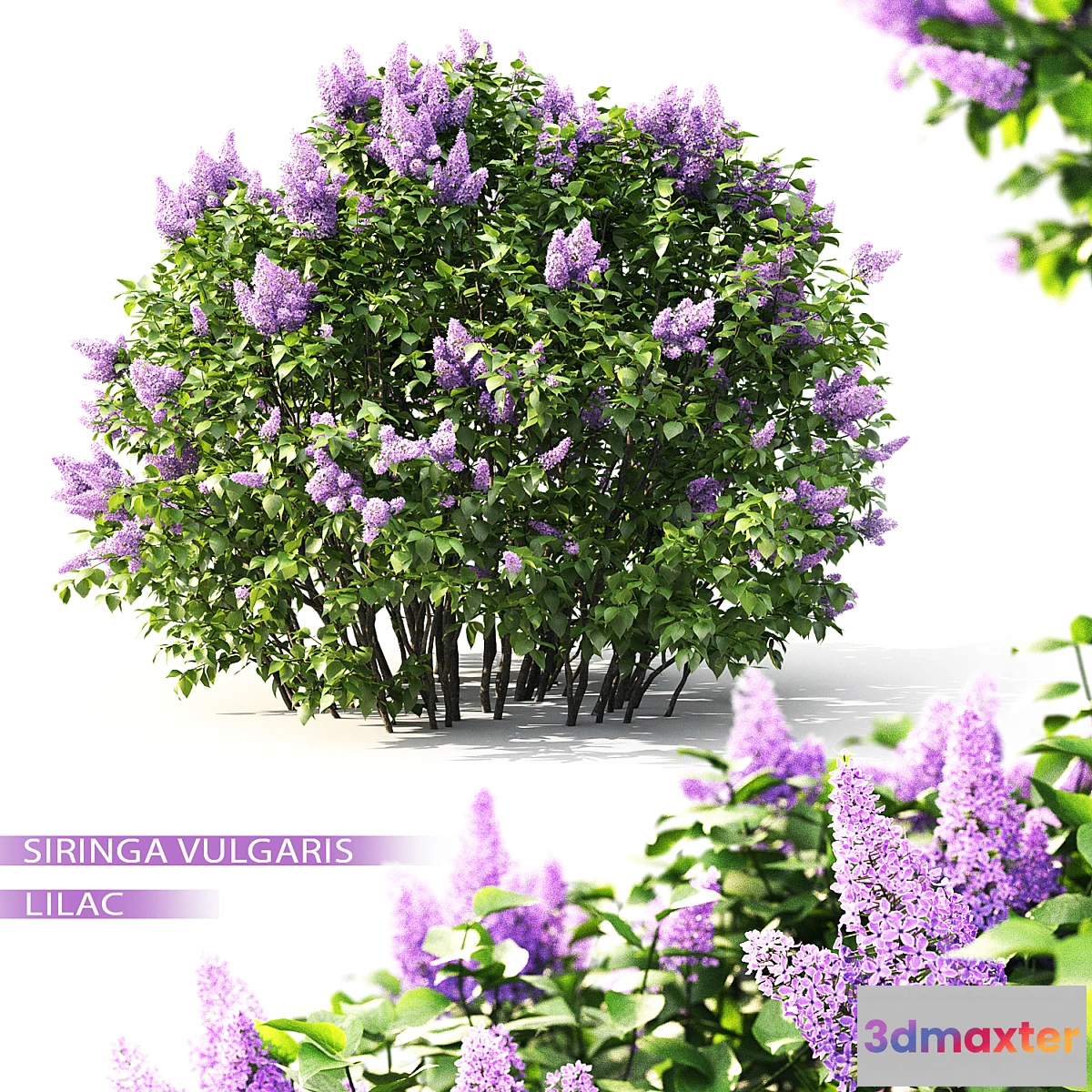 654659 - Lilac flowering #2 - No.2