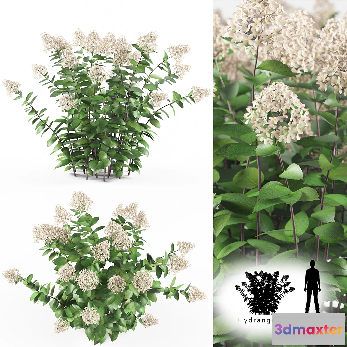 654661 - Hortense Hortel  Hydrangea paniculat