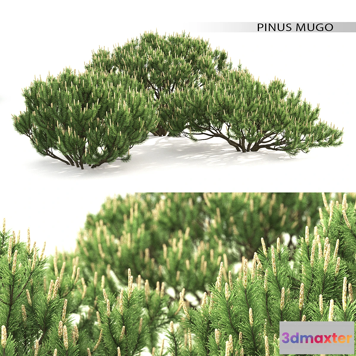 654669 - Mugo pine