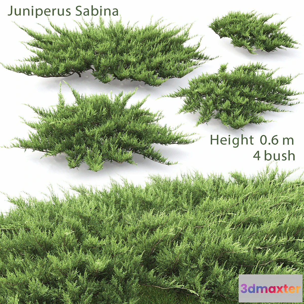 654679 - Juniperus - No.3