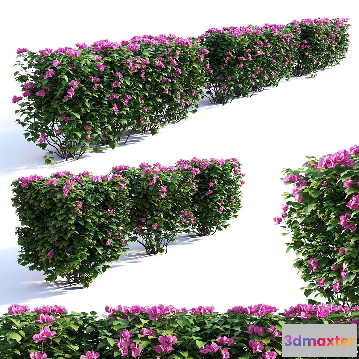 654691 - Bougainvillea Hedge 0.8 m Height