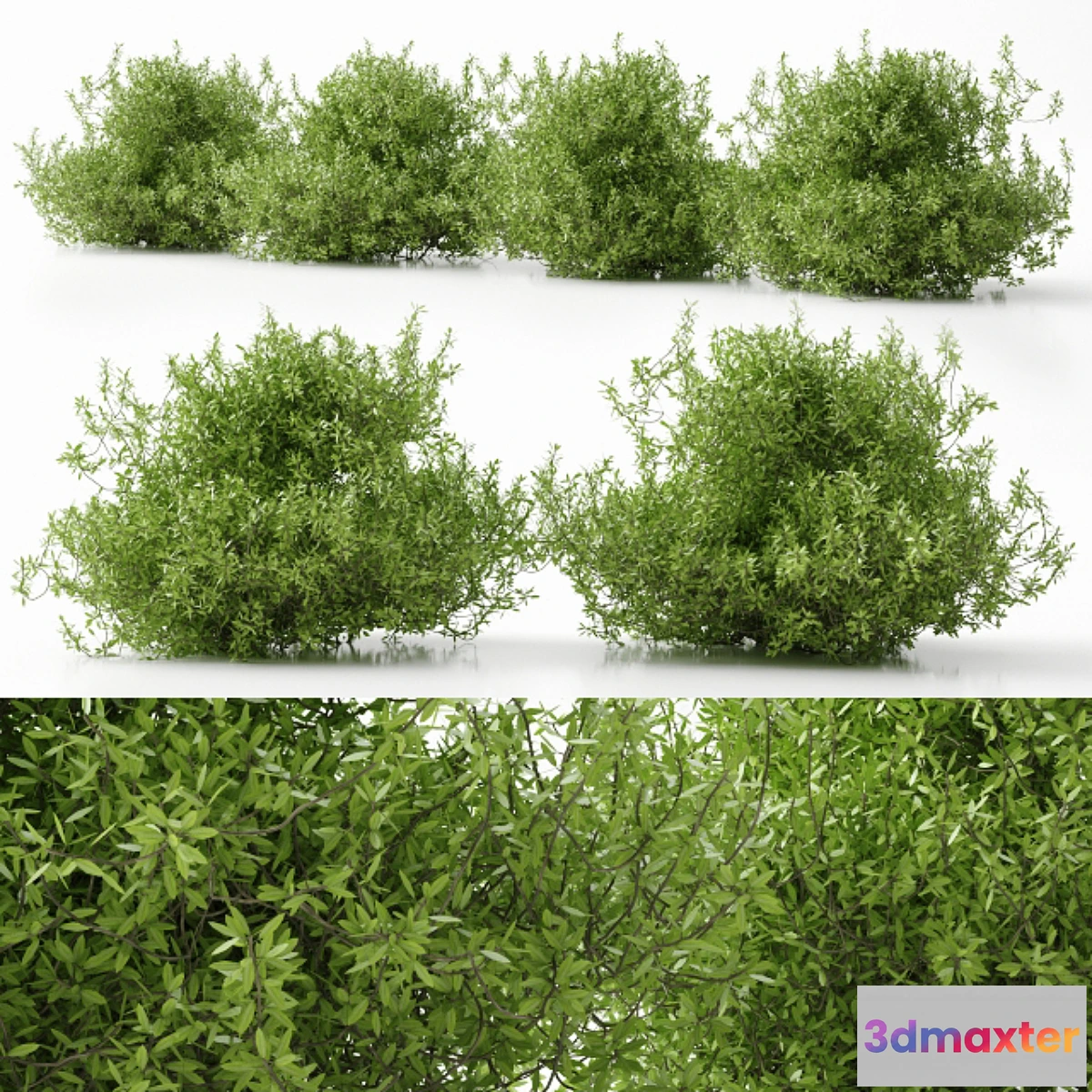 654695 - plant 11 - No.2