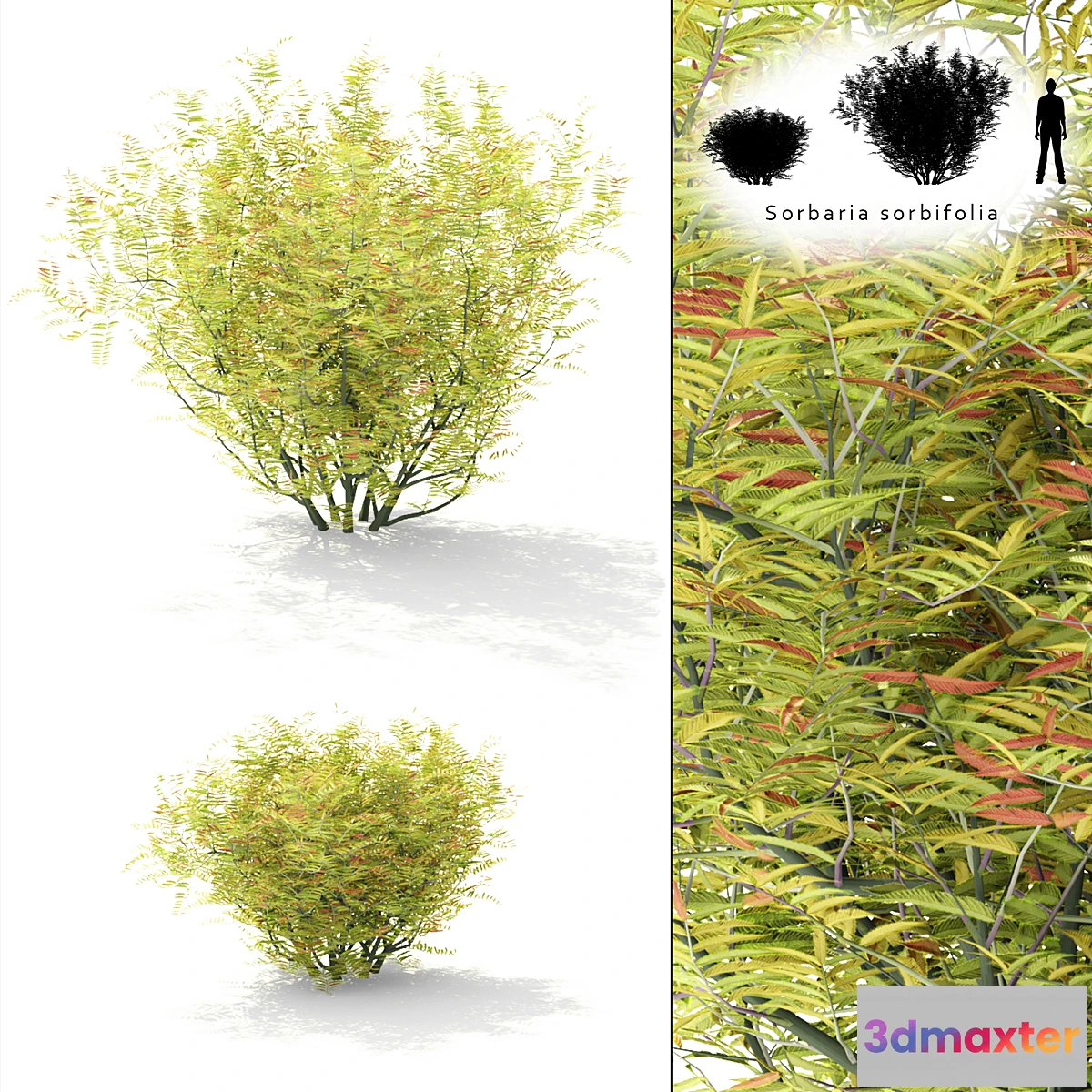 654705 - Rowberry rowan bush  Sorbaria sorbifolia
