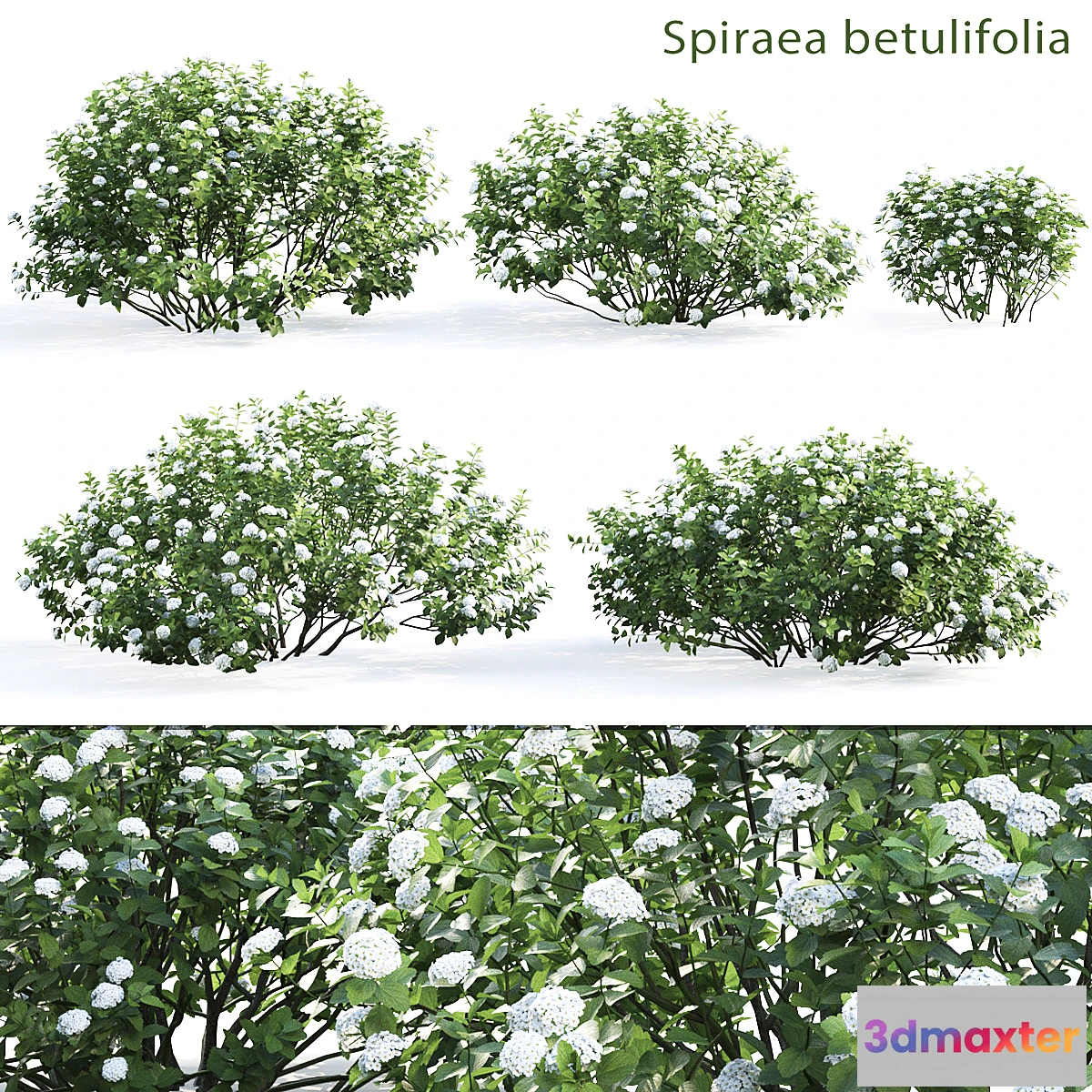 654715 - Spirea betulifolia