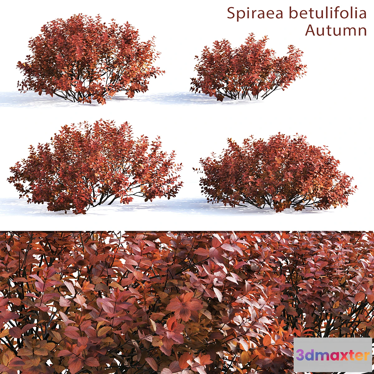 654717 - Spirea betulifolia (Autumn)