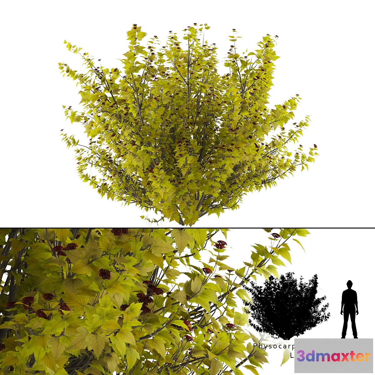 655009 - Luteus canniferous buzzard  Physocarpus opulifolius Luteus