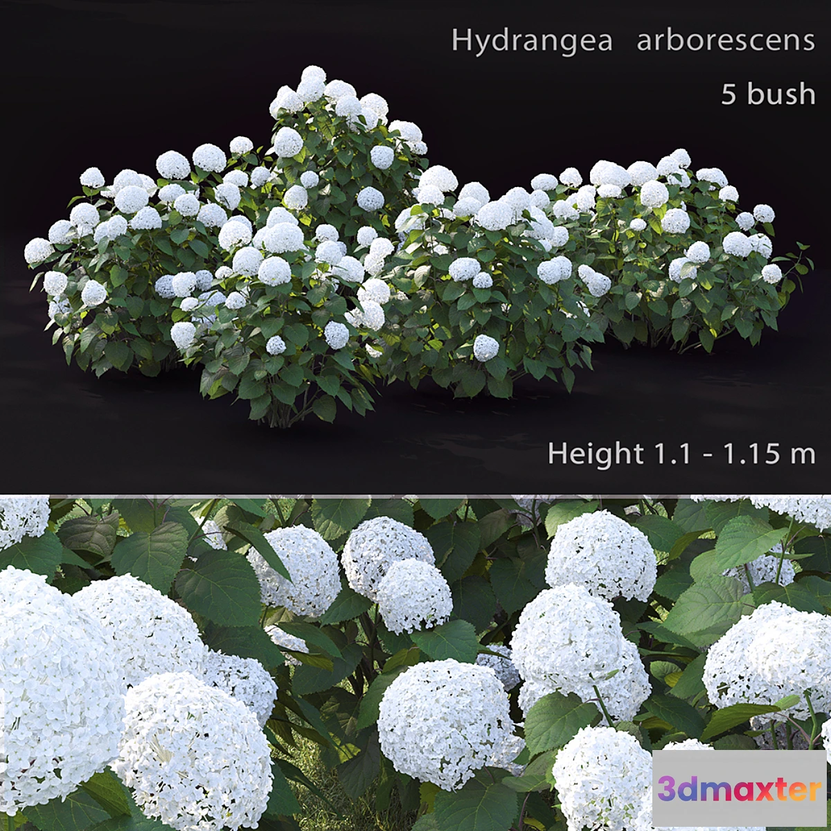 656037 - Hydrangea arborescens