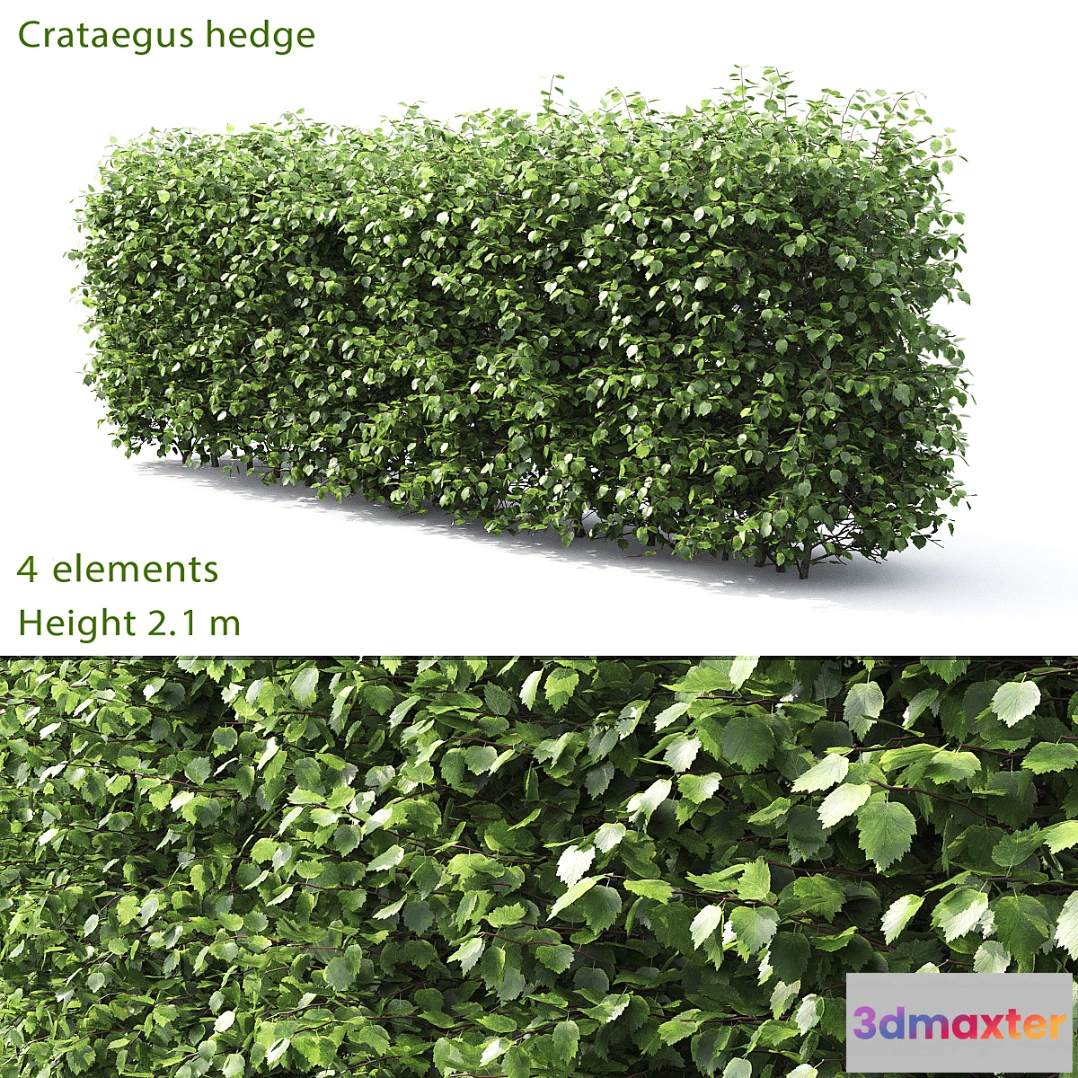 660267 - Crataegus hedge # 3 (2.1m)