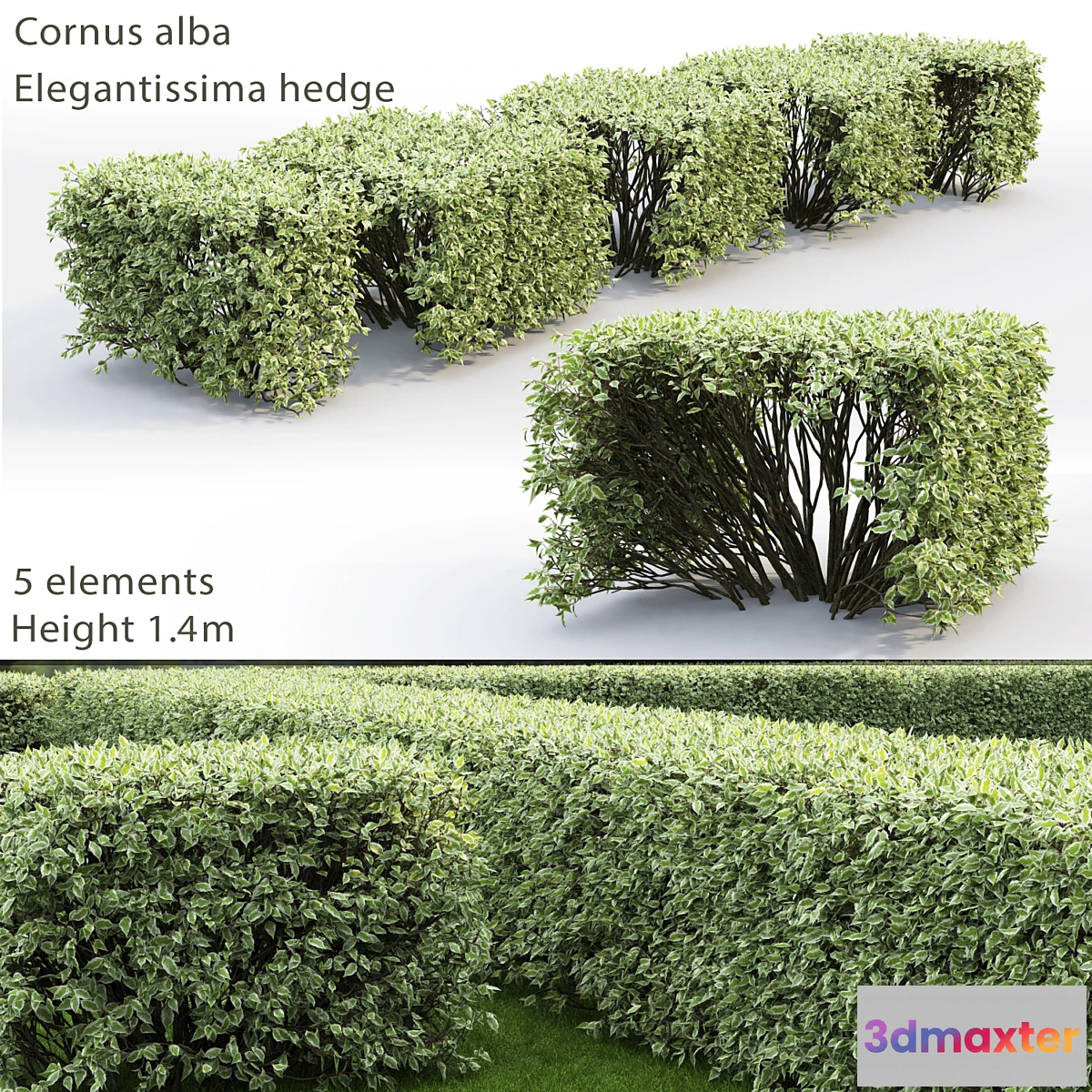 660301 - Cornus Alba Elegantissima hedge # 3