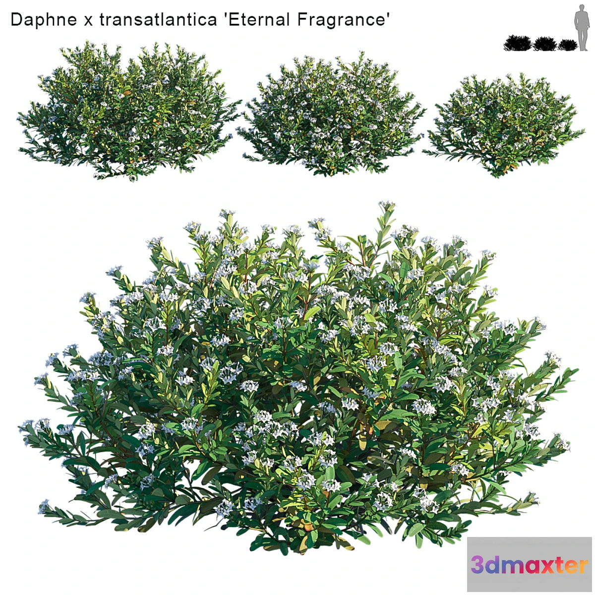 660305 - Daphne x transatlantica  Eternal Fragrance