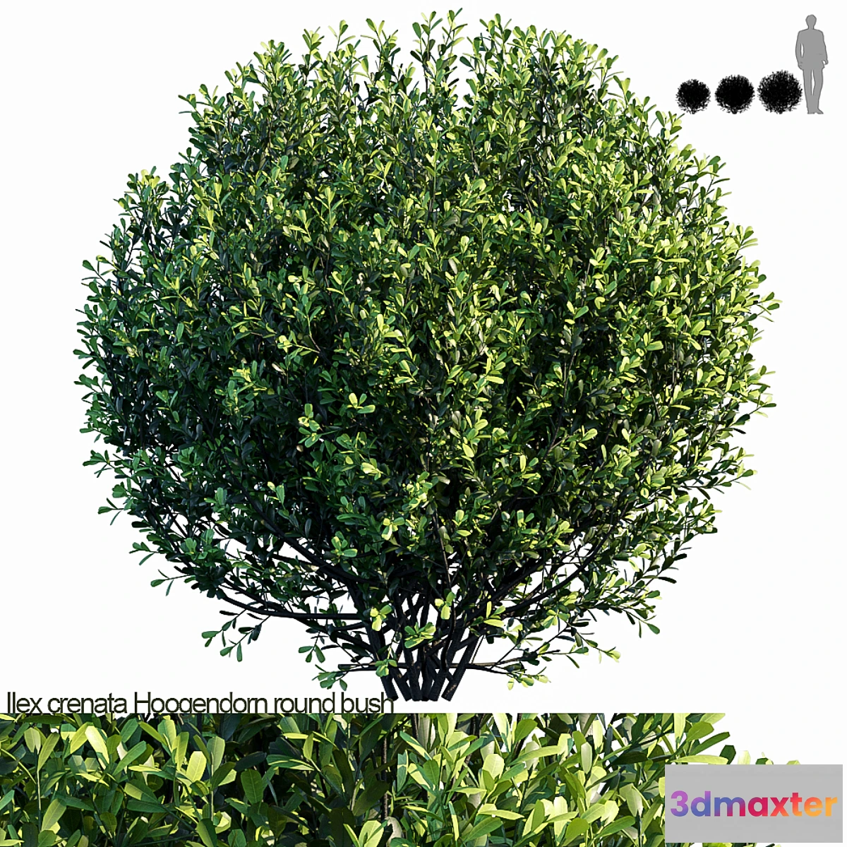 660311 - Ilex crenata Hoogendorn_round bush