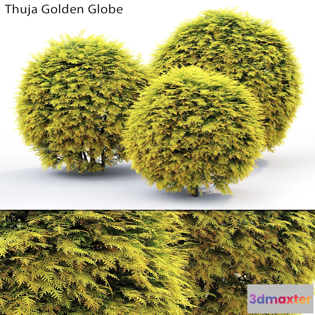 660361 - Thuja Golden Globe - No.2