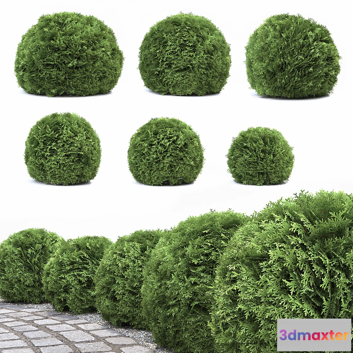 662635 - Thuja Danica - No.2