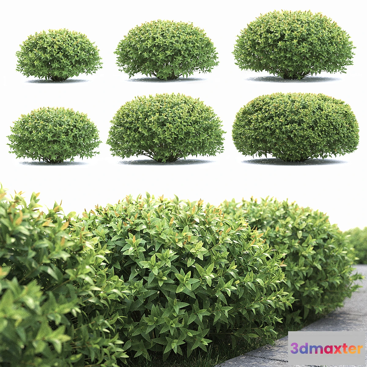 662641 - Spirea japonica