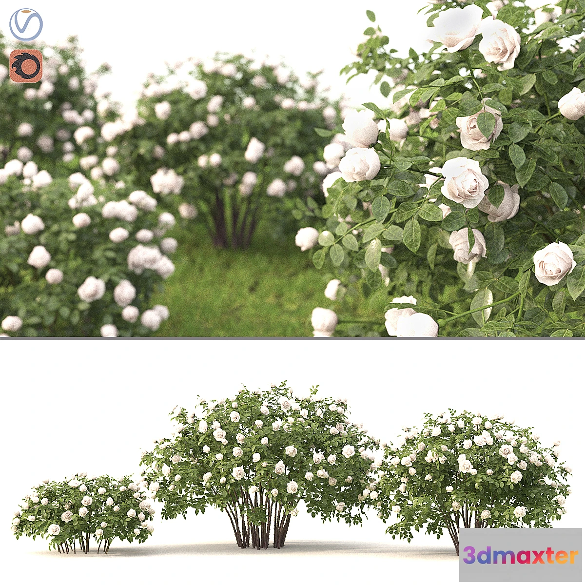 662661 - Rose - No.5