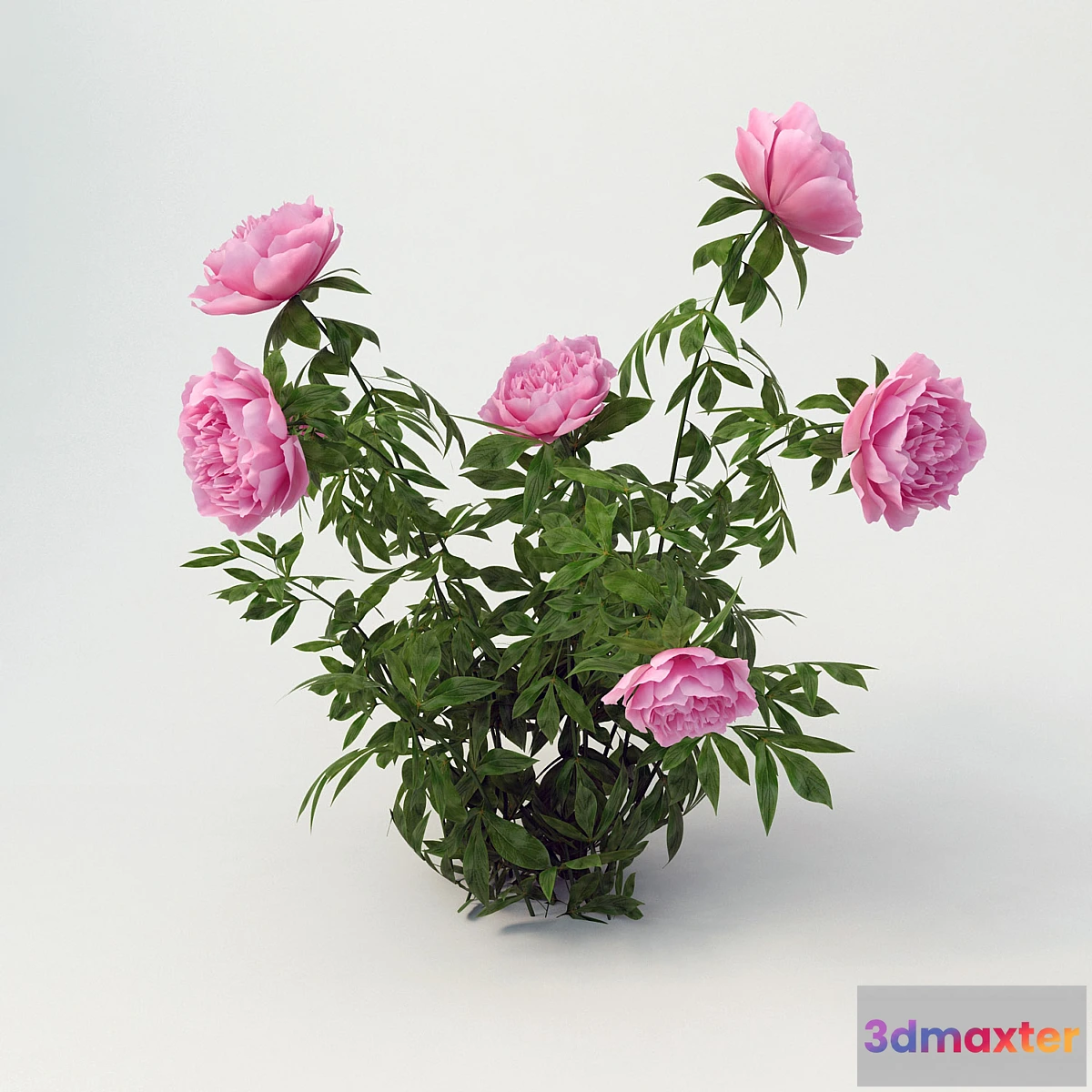 662665 - The pion tree