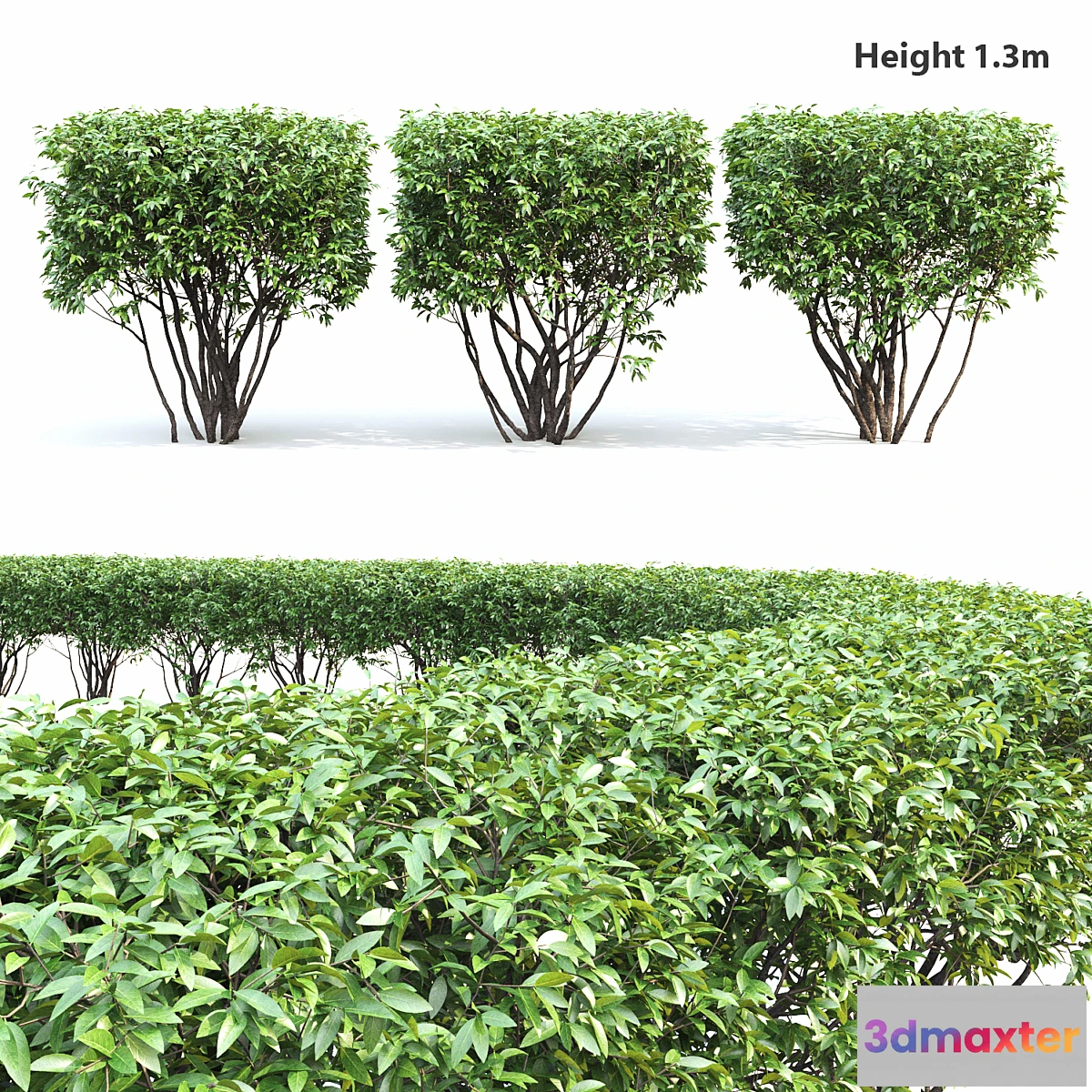 662673 - Birucina (Ligustrum) hedge №2
