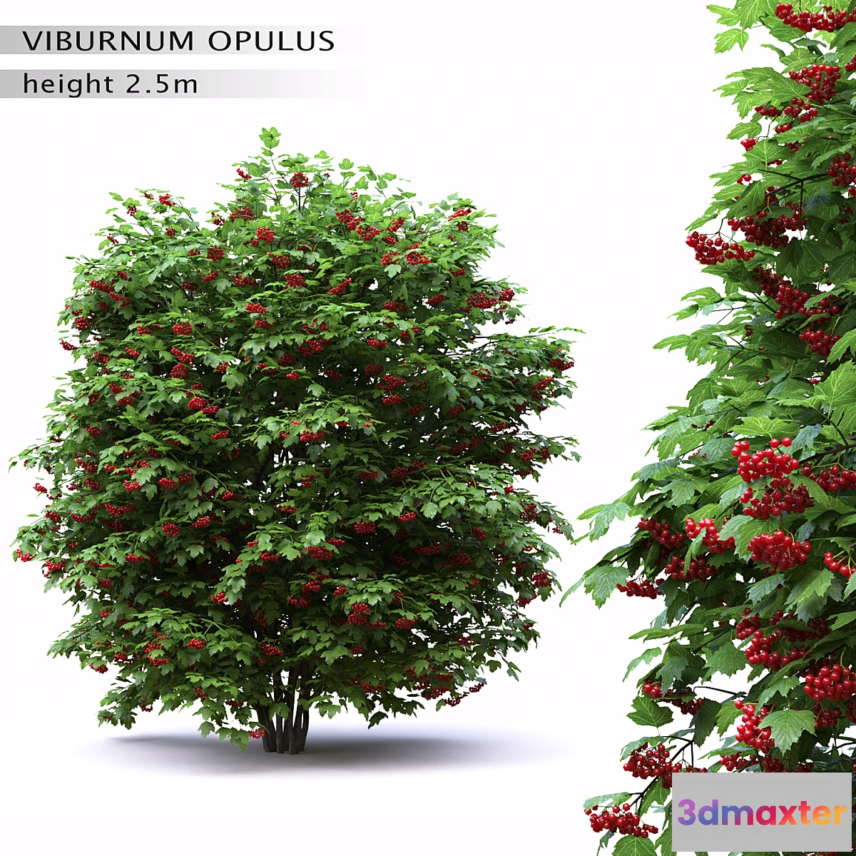 662675 - Red Wild Red Viburnum