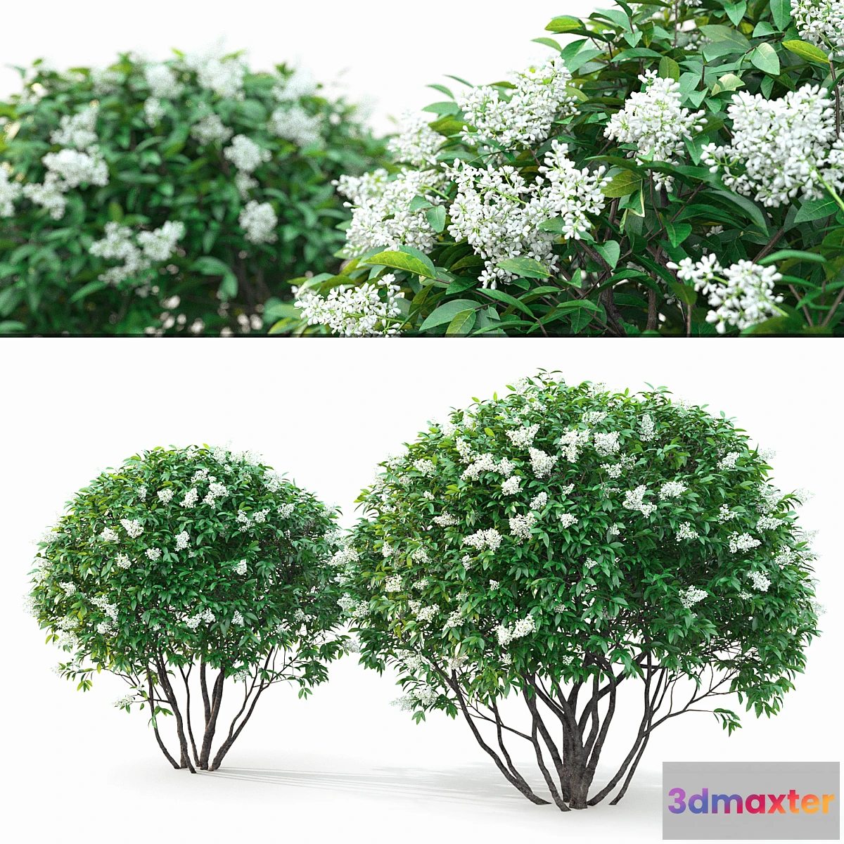 662681 - Ligustrum flowering