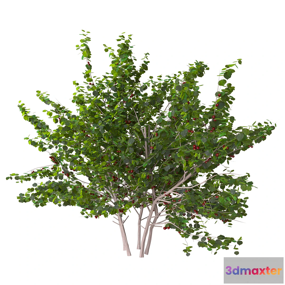 666789 - cherry bush