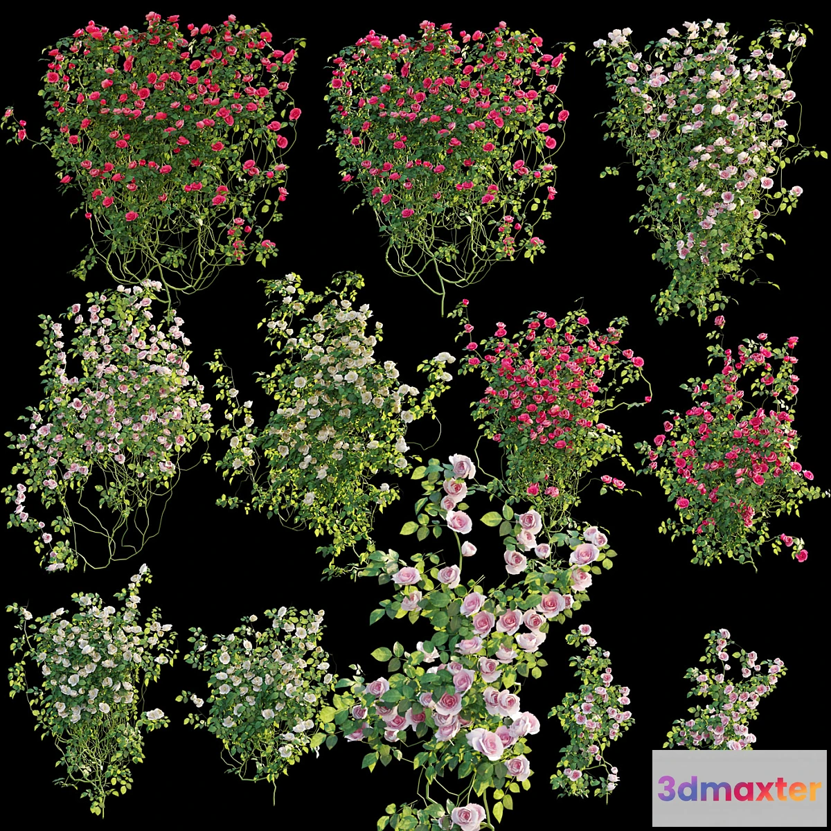 666839 - Climbing rose