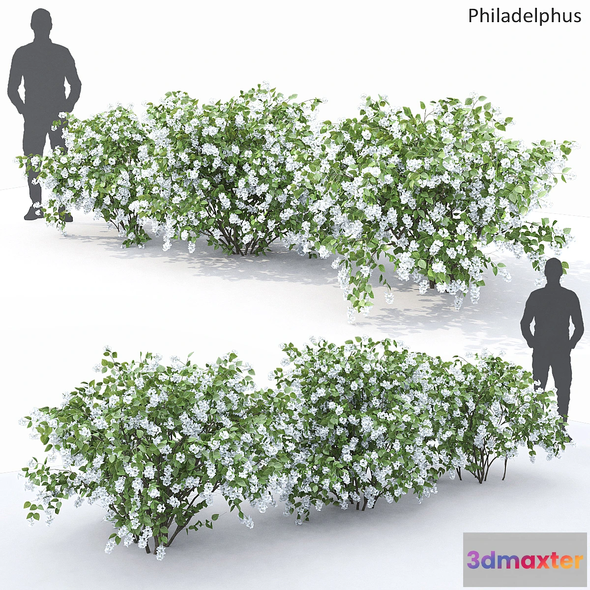 666851 - Philadelphus (shrub)