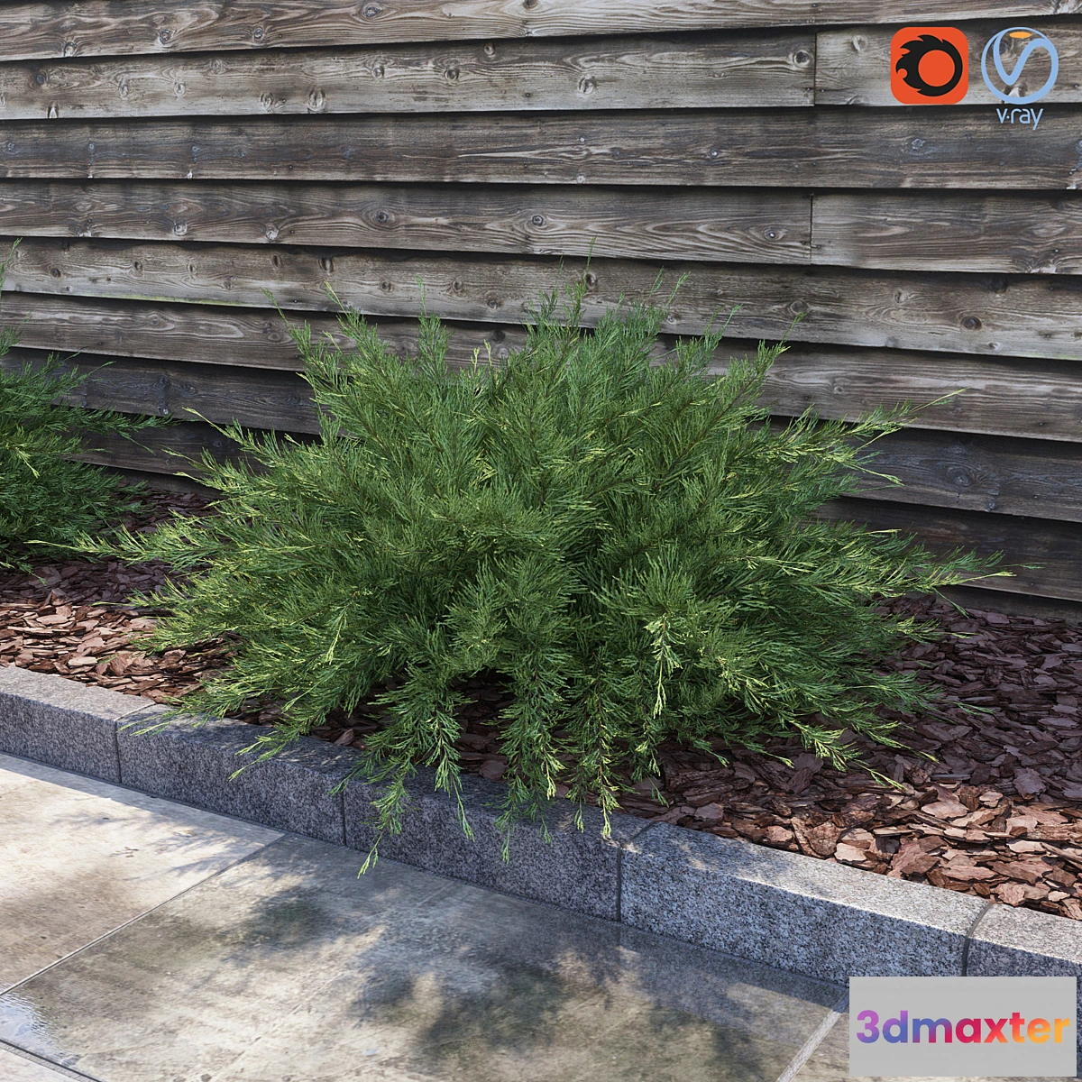 671377 - Juniperus Sabina (Juniperus sabina)