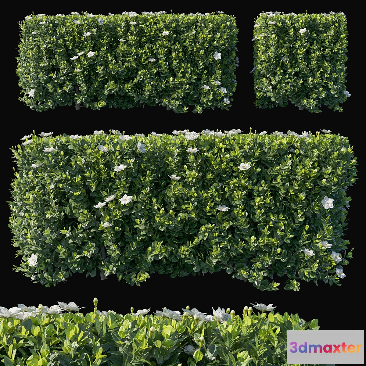 688670 - Gardenia augusta 02 - No.2