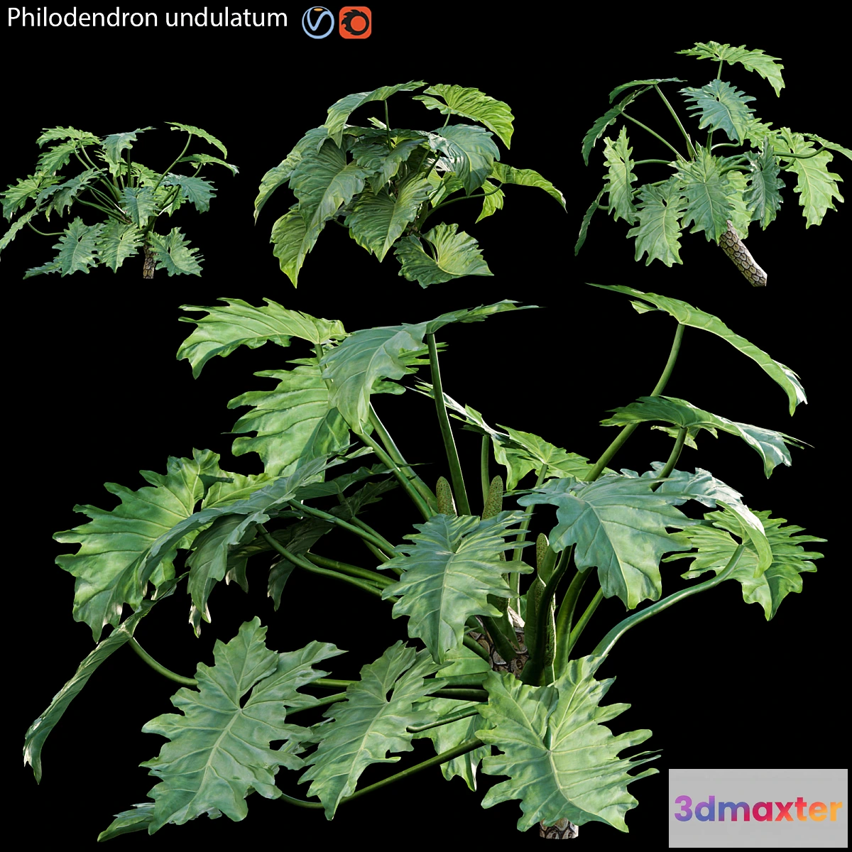 688672 - Philodendron undulatum - 02