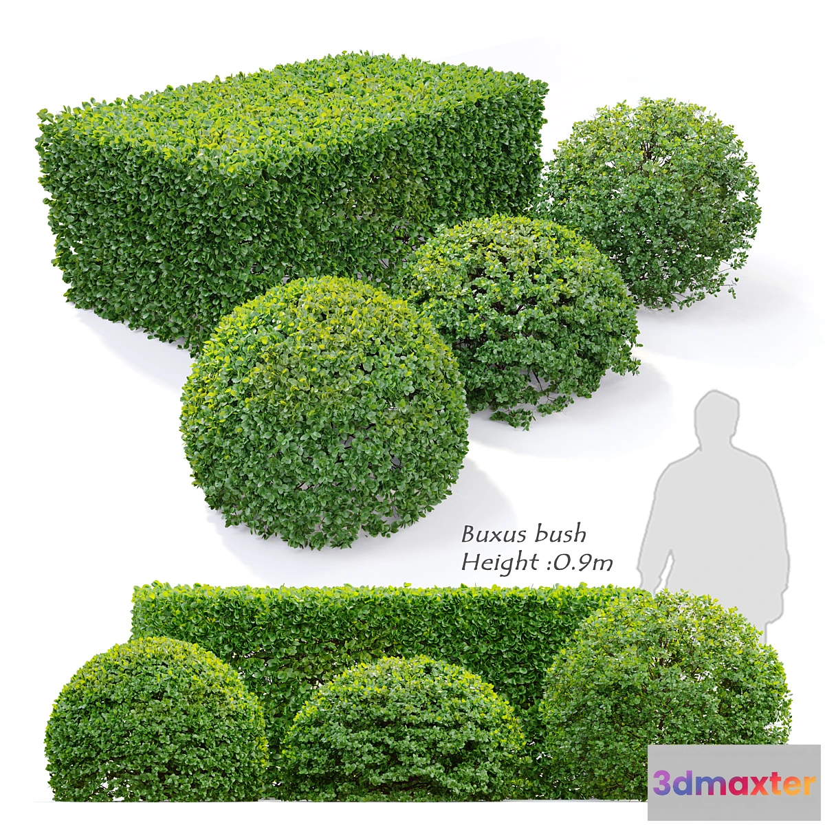 688674 - Buxus - No.5