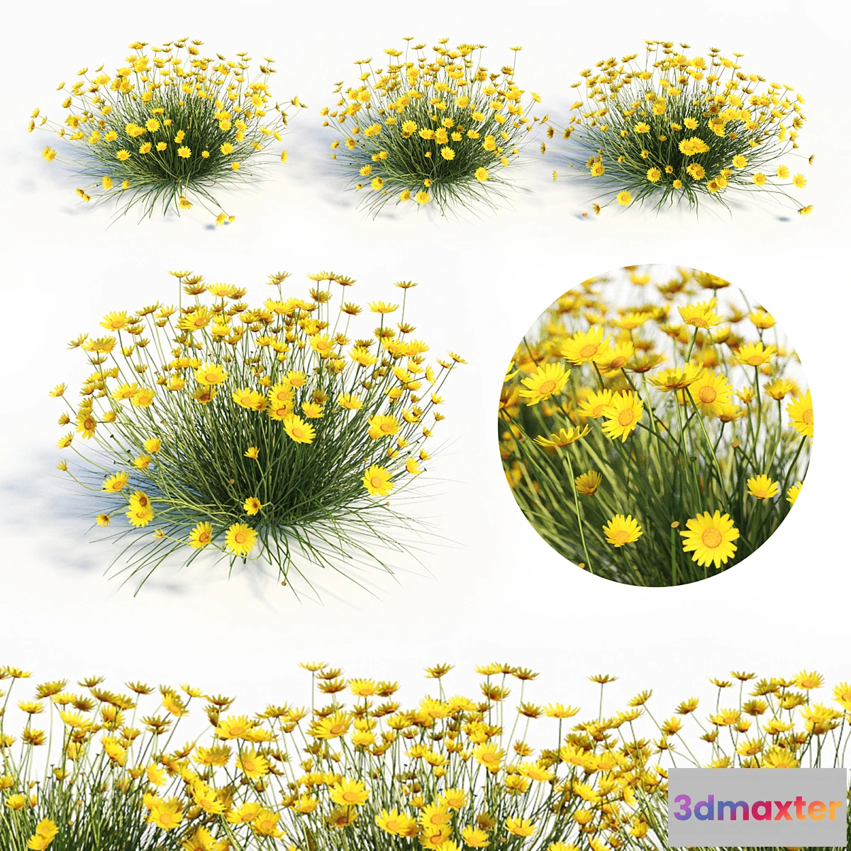 688678 - Tetraneuris Acaulis (Angelita Daisy)