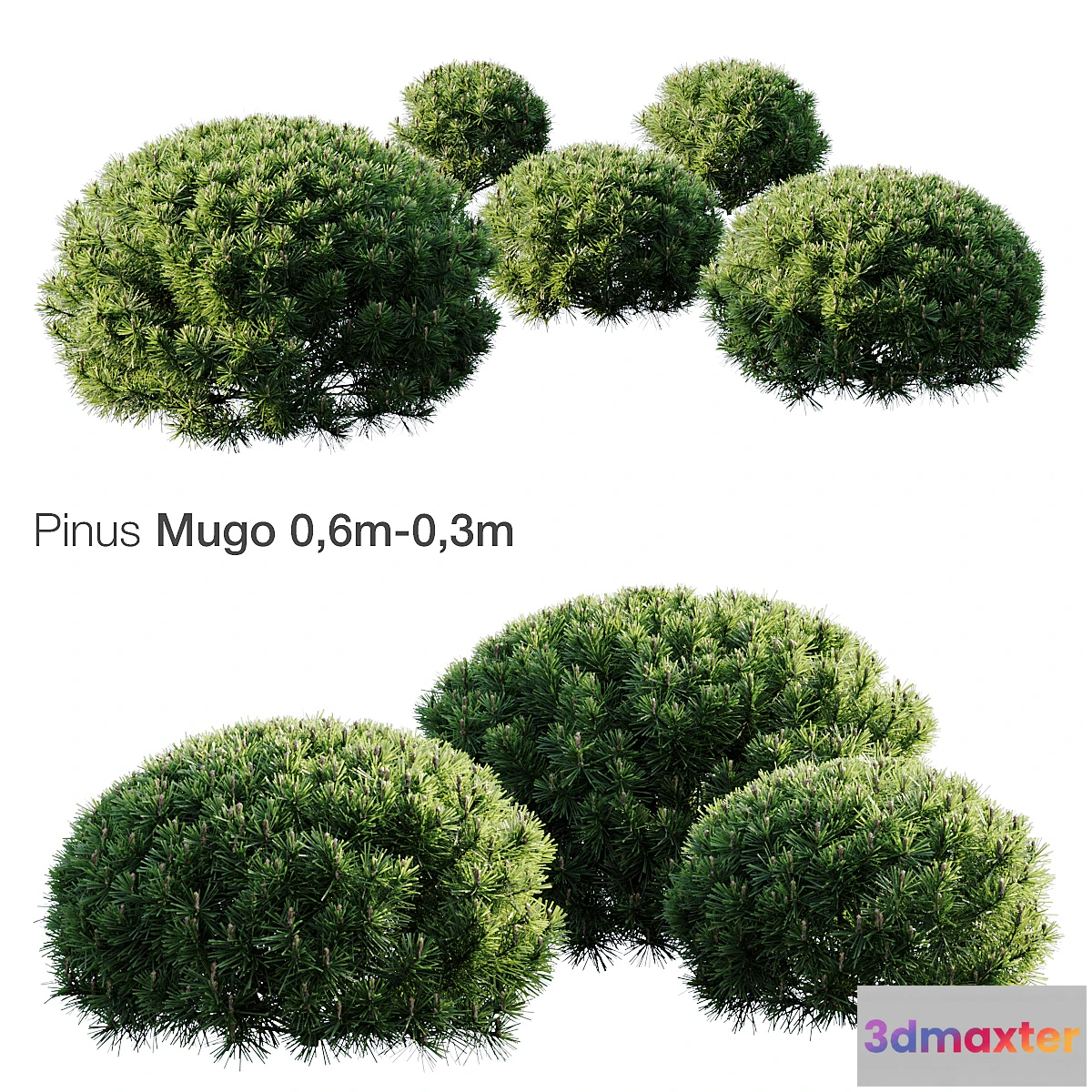 688682 - Mountain Pine Mugo