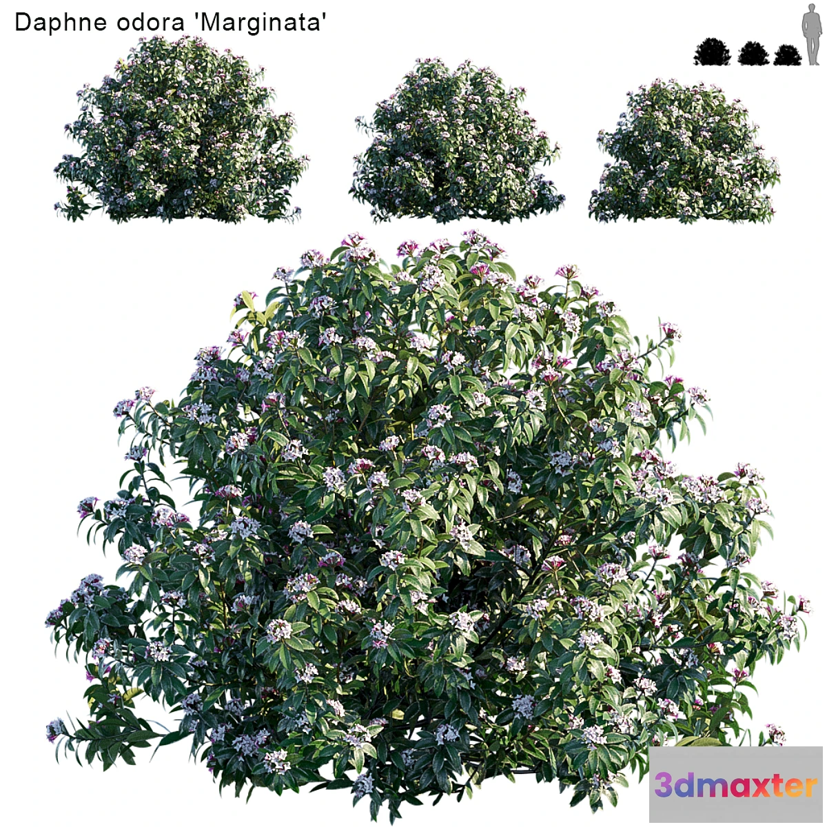 688688 - Daphne Odora  Marginata