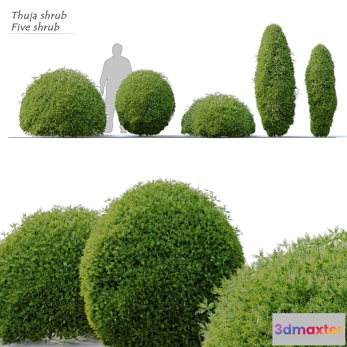 688690 - Thuja shrub