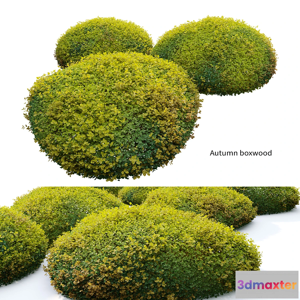 688692 - Autumn boxwood