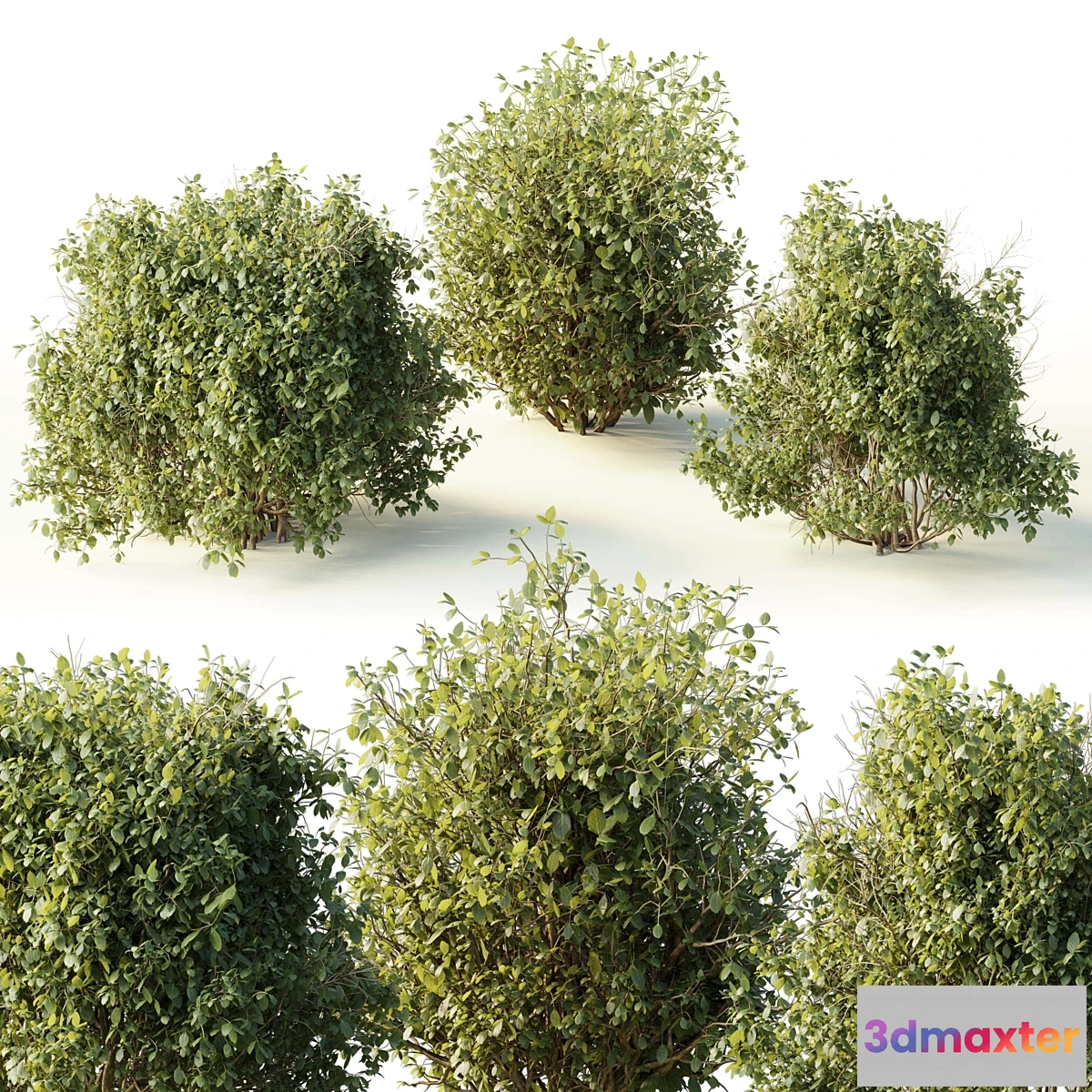 688694 - Collection mixed plants bush_shrubs set 04