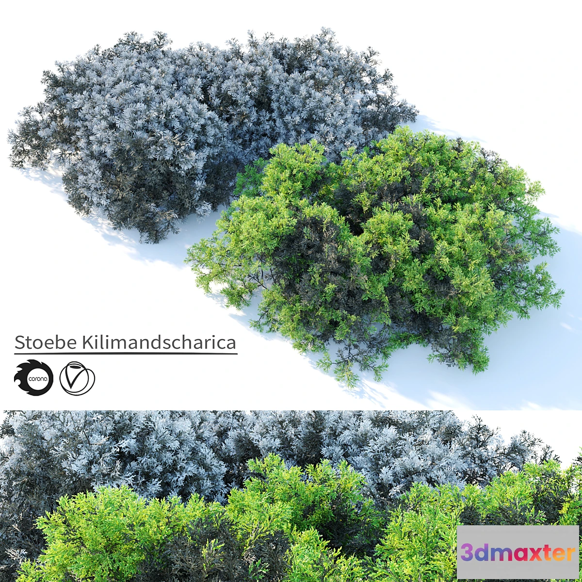 688708 - Stoebe kilimandscharica